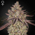 Skywalker Auto