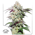 Skywalker Haze®