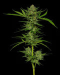Slightly Stoopid Fruits Feminizada de Humboldt Seed Company