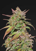 Smoothie Auto Autofloreciente de Fast Buds
