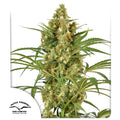 Snow Bud®