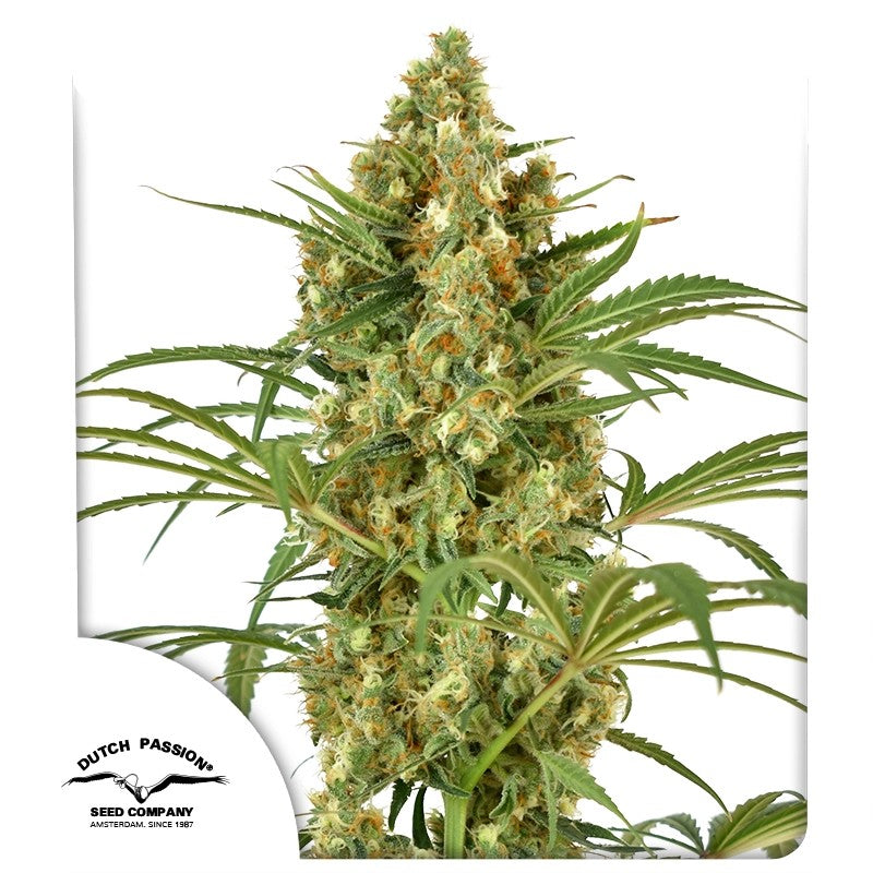 Snow Bud®