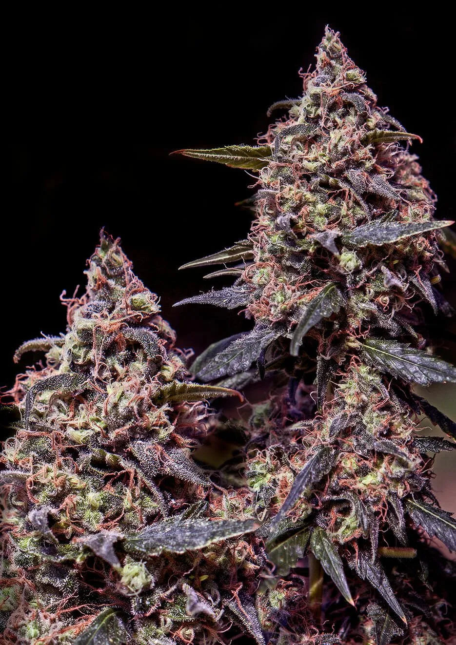 Somango#47