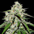 Space Cookies Auto ®