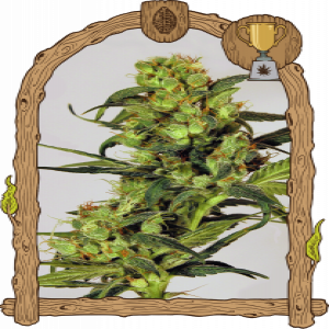 Spicy Bitch Strain