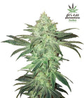 Stardawg Autofloreciente de Fast Buds