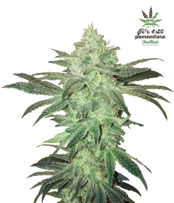 Stardawg Autofloreciente de Fast Buds