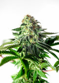 Sticky Dream Auto