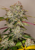 Sticky Dream