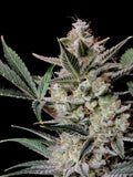 Strawberry Gorilla Auto Autofloreciente de Fast Buds