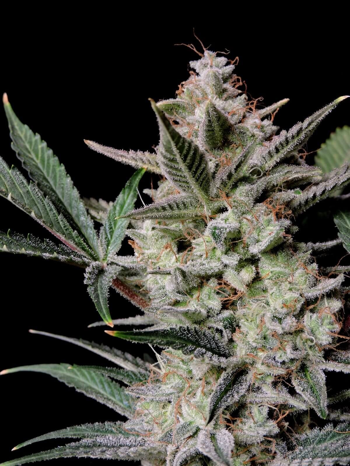 Strawberry Gorilla Auto Autofloreciente de Fast Buds
