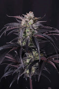 Strawberry Gorilla Auto RF3 Autofloreciente de Fast Buds