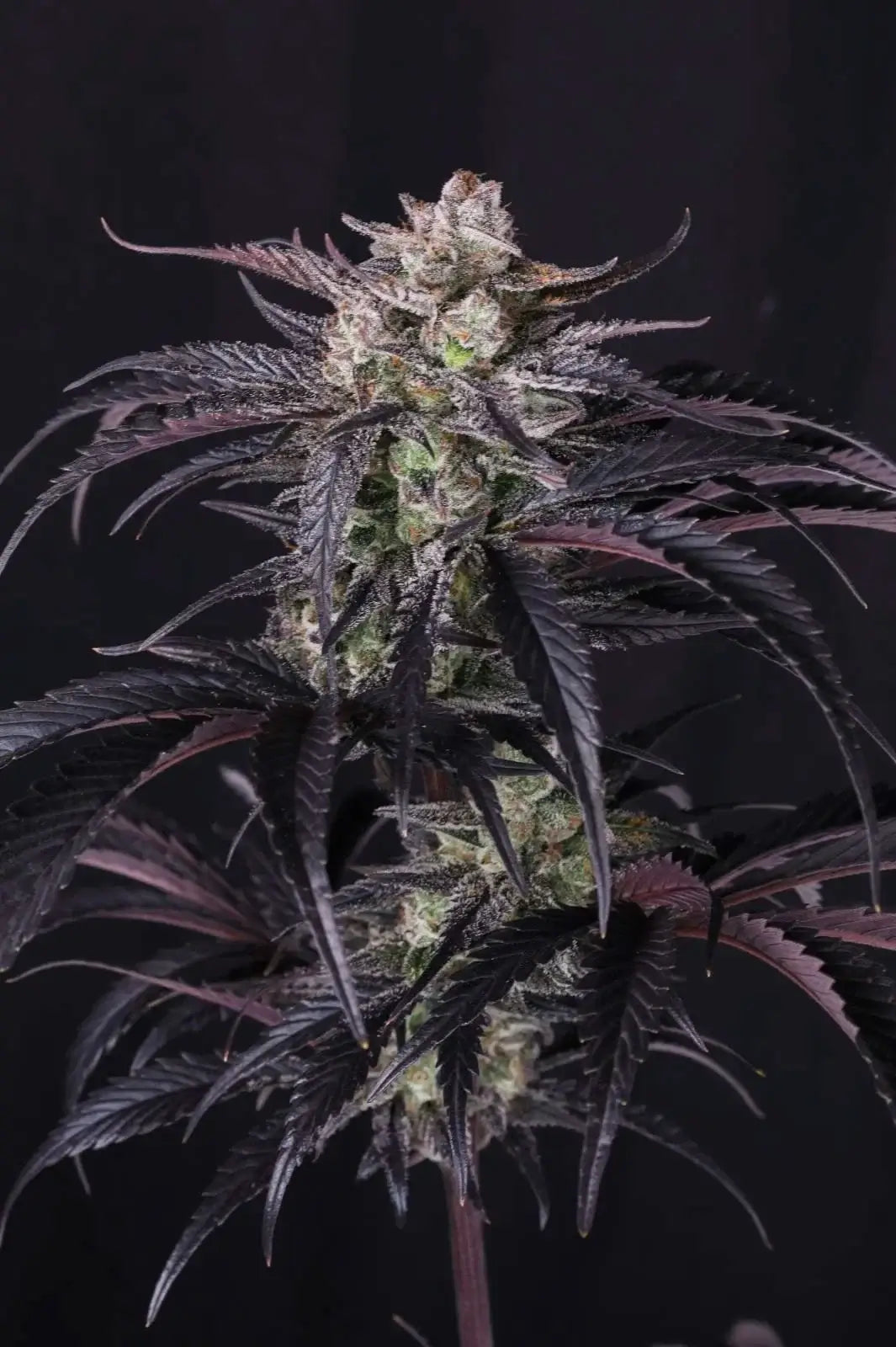 Strawberry Gorilla Auto RF3 Autofloreciente de Fast Buds