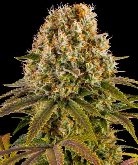 Strawberry Lemonade Strain
