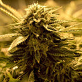 Sugar Black Rose Auto ®