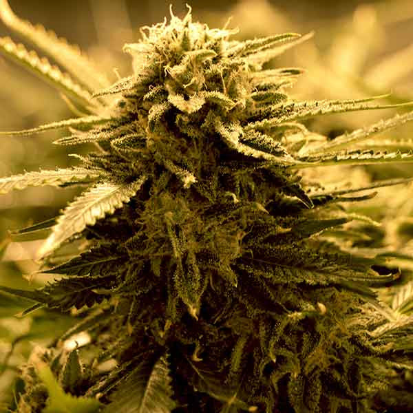 Sugar Black Rose Auto ®
