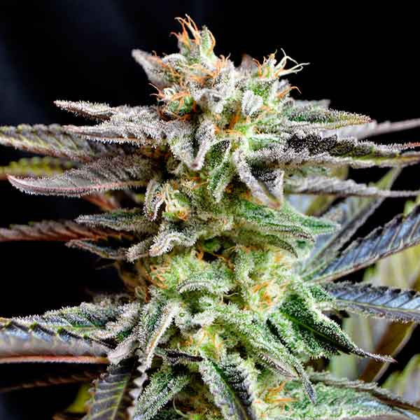 Sugar Black Rose ®