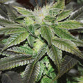 Sugar Candy Early Version ®