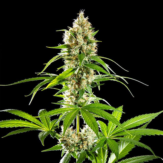 Sunset Sherbet