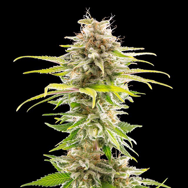 Super OG Kush