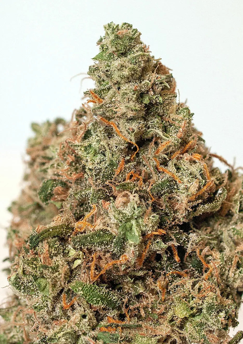 Supercheese