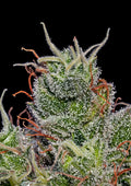 Supercheese Auto