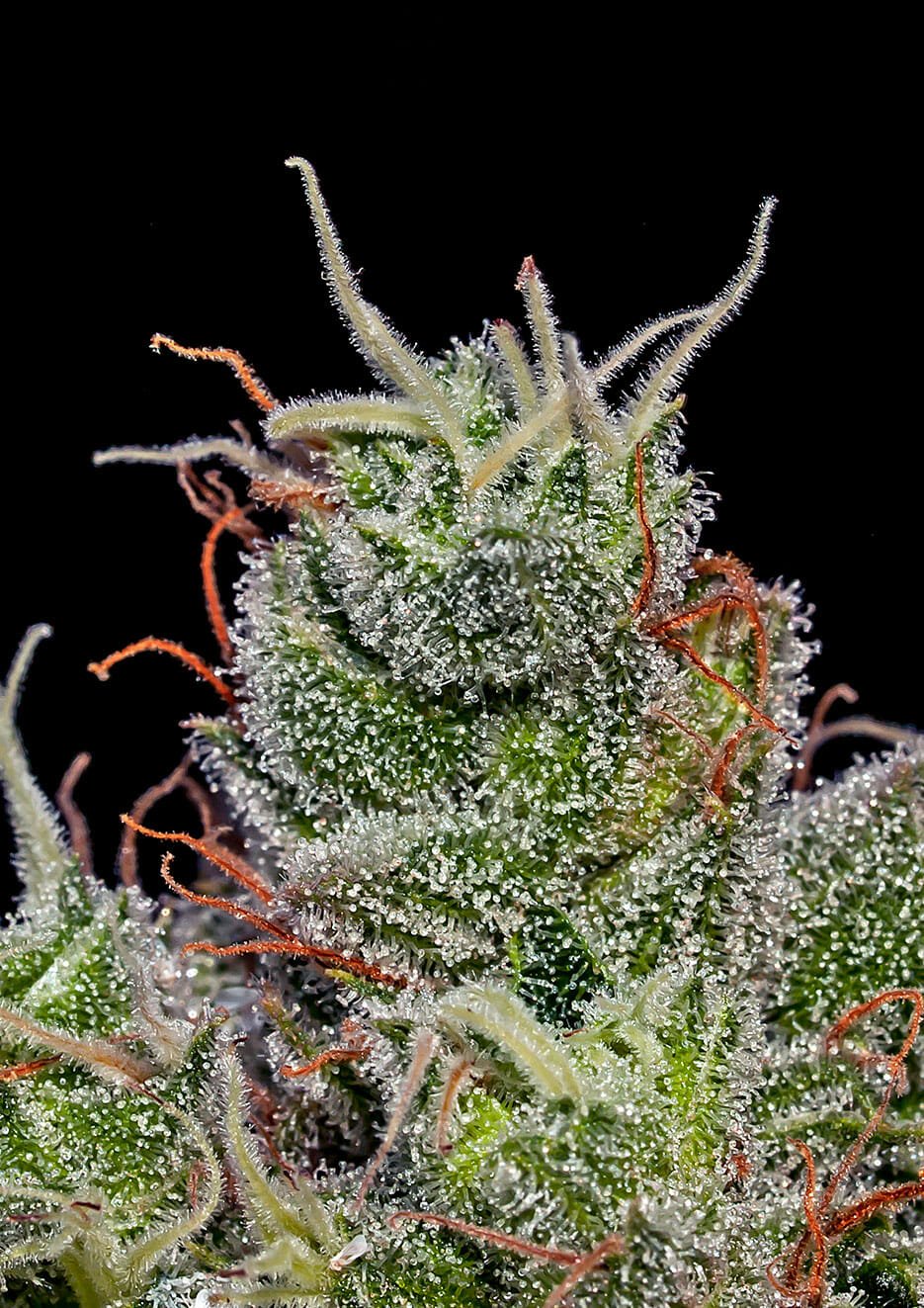 Supercheese Auto