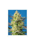 Sweet Cheese XL Auto®
