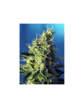 Sweet Pure CBD®