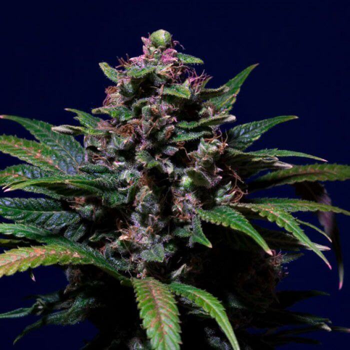 Sweet Purple Feminizada de Paradise Seeds