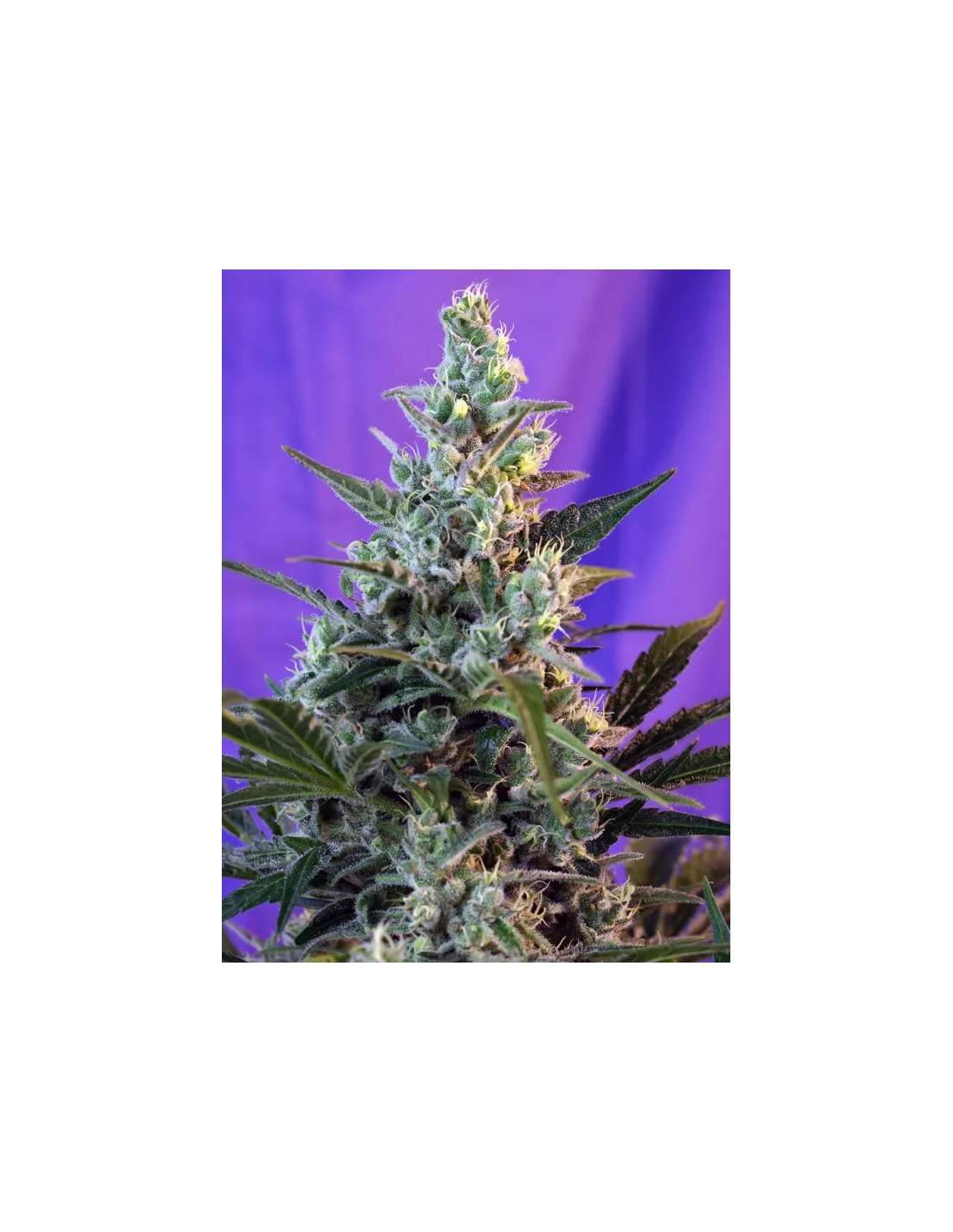 Sweet Skunk Auto®