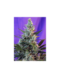 Sweet Skunk F1 Fast Version®