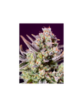 Sweet Z XL Auto®