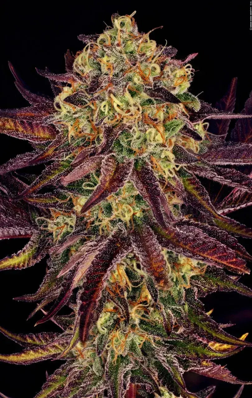 Tangerine Sorbet Feminizada de Paradise Seeds