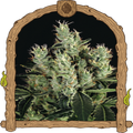 Tangerine Band Strain
