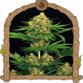 Tangerine Kush Strain