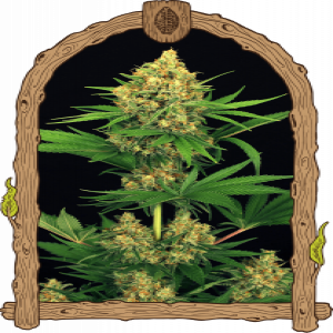 Tangerine Kush Strain