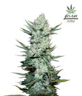 Tangie Auto Autofloreciente de Fast Buds