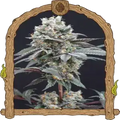THE CLASH Strain