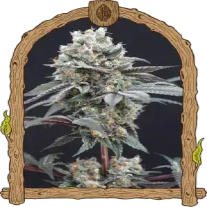 THE CLASH Strain