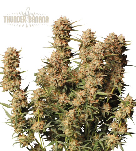 Thunder Banana© Autoflower Cannabis Seeds