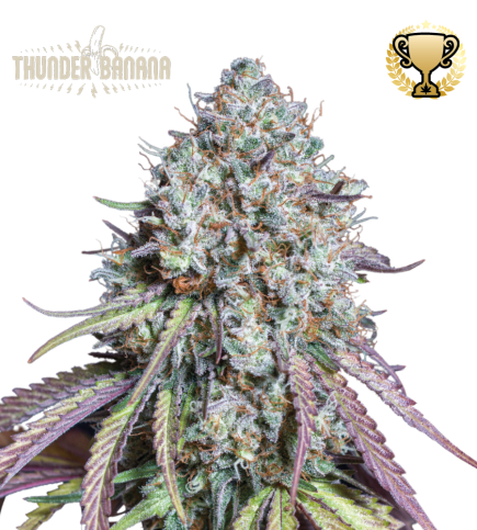 Thunder Banana© Feminized Cannabis Seeds