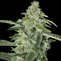 TNT KUSH CBD