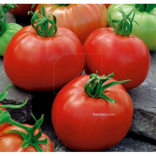 Tomate ACE 55VF