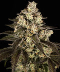 Trainwreck Strain