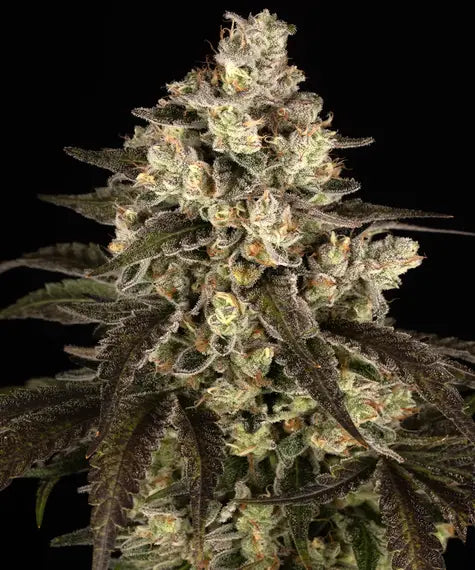 Trainwreck Strain