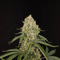 Tropical Fruit Cake Feminizada de Paradise Seeds