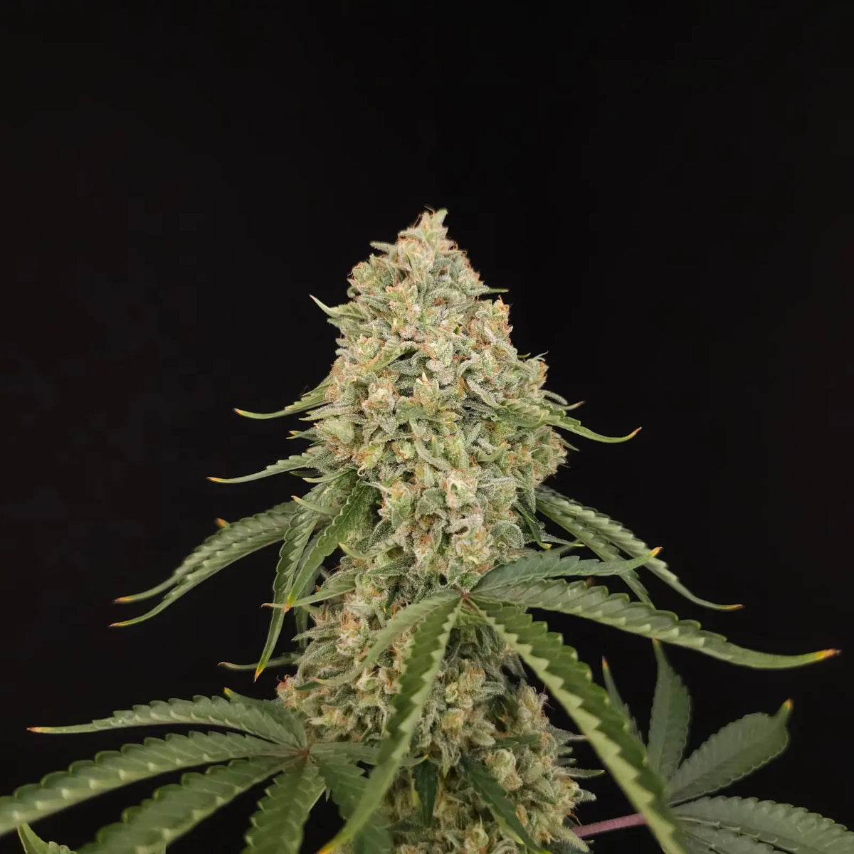 Tropical Fruit Cake Feminizada de Paradise Seeds