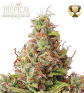 Tropical Zmoothie© Autoflower Cannabis Seeds
