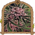 Tropical Fuel Strain